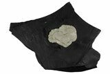 Pyrite Sun on Slate - Sparta, Illinois #348932-1